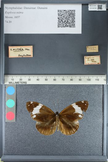Media type: image;   Entomology 159730